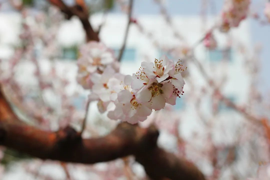 凯时KB88·(中国区)官方网站